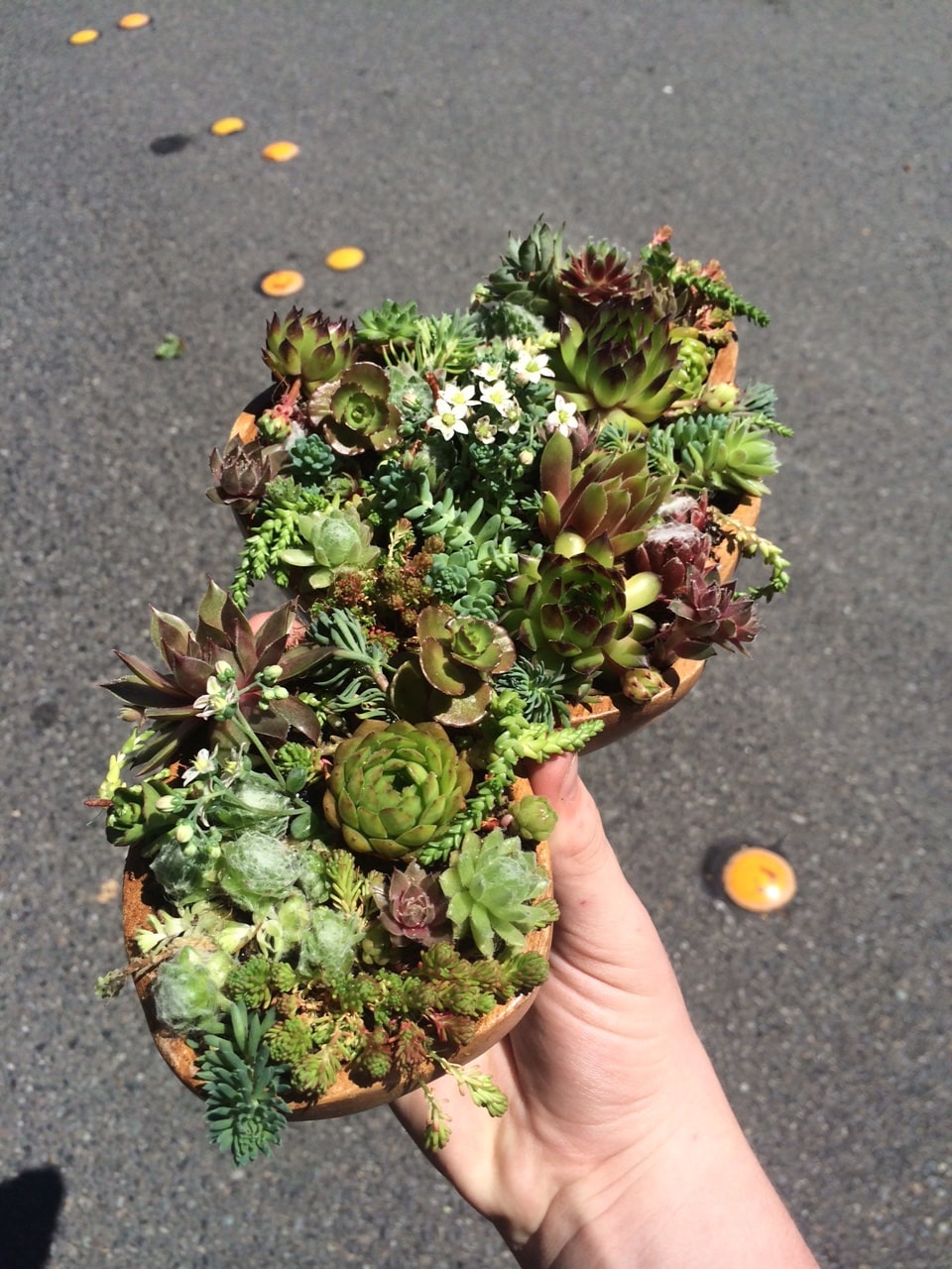 Containers & Terrariums gallery image